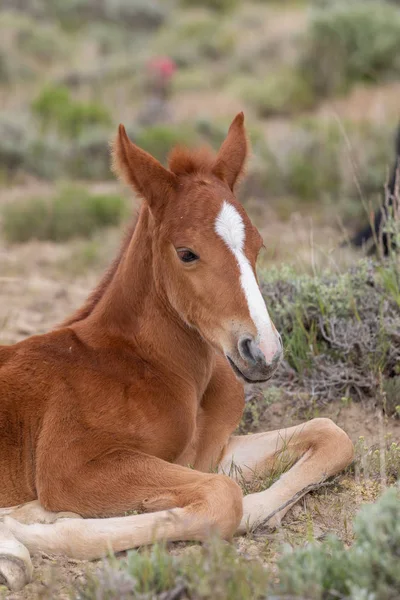 Potro Cavalo Selvagem Bonito Deserto Utah Primavera — Fotografia de Stock