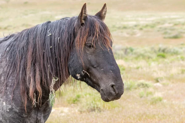 Wild Horse Utah Desert Spring — Stock Photo, Image