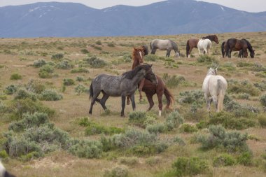 yabani atı aygır Utah çölde fikir tartışması bir çift