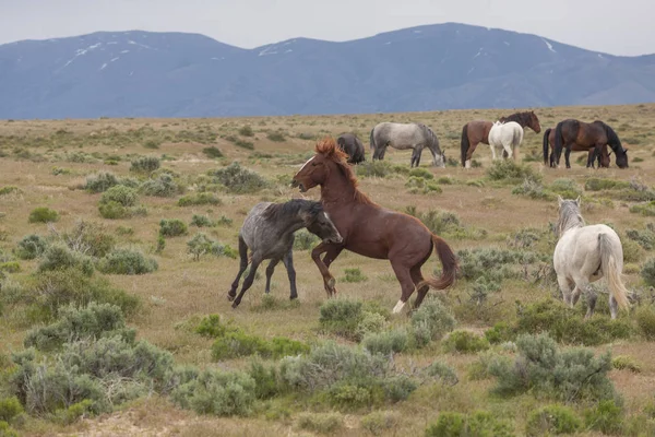 Pair Wild Horse Stallions Sparring Utah Desert — Stock Photo, Image