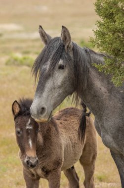 Utah çölde vahşi bir at mare ve sevimli tay