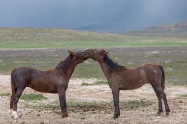 Utah çölünde ilkbaharda vahşi atlar