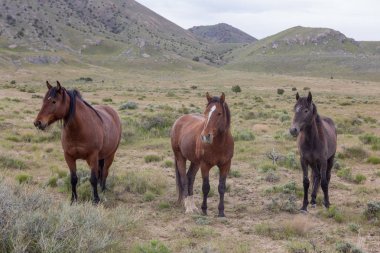Utah çölünde ilkbaharda vahşi atlar