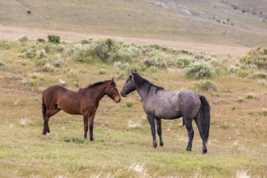 Utah çölünde ilkbaharda vahşi atlar