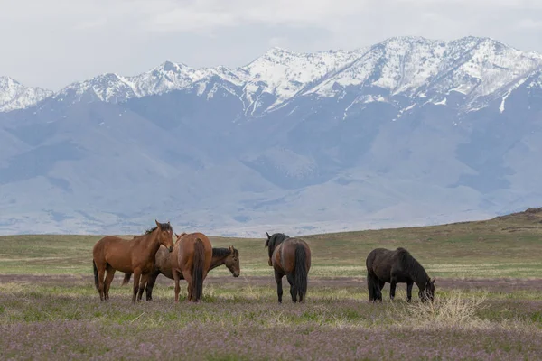 Cavalos Selvagens Primavera Deserto Utah — Fotografia de Stock