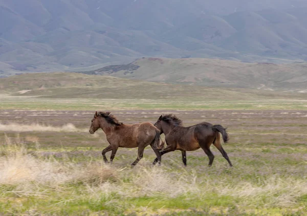 wild horses in spring in the Utah desert