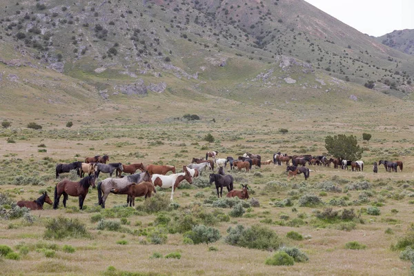 wild horses in spring in the Utah desert