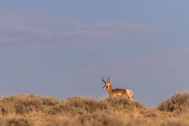 güzel pronghorn antilop buck kır