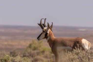 güzel pronghorn antilop buck kır