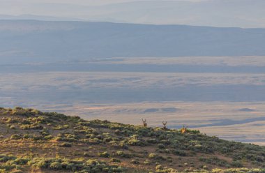 Colorado kadife katır geyik dolar güzel bir grup