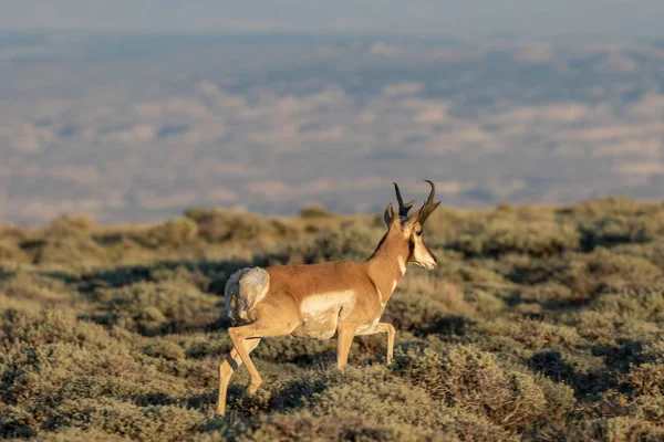 Ein Hübscher Antilopenbock Auf Der Prärie — Stockfoto