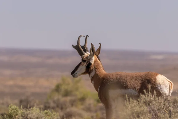 Een Mooi Gaffelbok Antelope Bok Prairie — Stockfoto