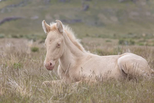 Potro Cavalo Selvagem Bonito Primavera Deserto Utah — Fotografia de Stock