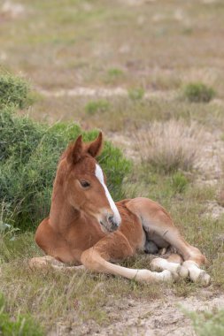Utah Çölü 'nde baharda tatlı bir at yavrusu.