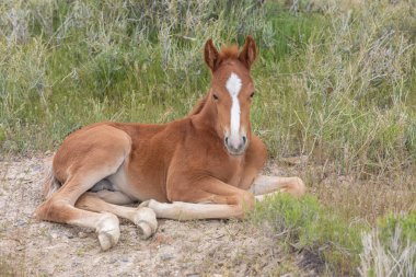 Utah Çölü 'nde baharda tatlı bir at yavrusu.