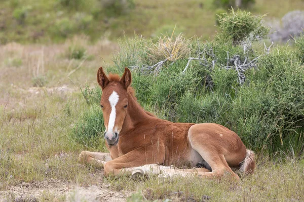 Utah Çölü 'nde baharda tatlı bir at yavrusu.