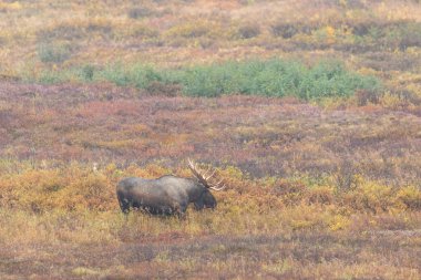 Sonbaharda Denali Ulusal Parkı 'nda Alaska Yukon geyiği.