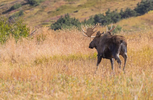 Alce Touro Yukon Alasca Outono Parque Nacional Denali — Fotografia de Stock