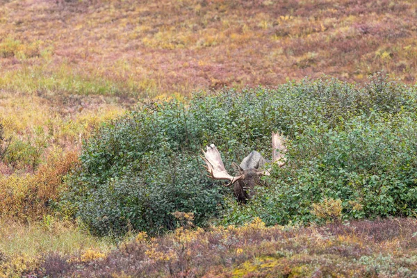 Podzim Býk Aljašce Yukon Národním Parku Denali — Stock fotografie