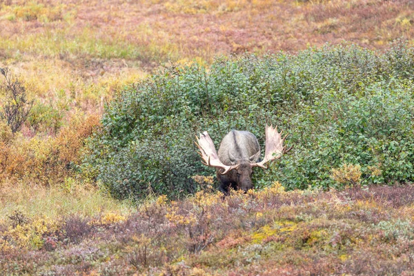Podzim Býk Aljašce Yukon Národním Parku Denali — Stock fotografie