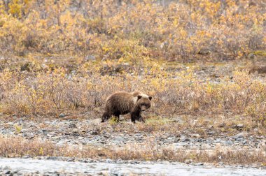 Sonbaharda Alaska'da Boz Ayı Yavrusu