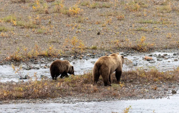 Grizzly Björn Suggan Och Cub Alaska Höst — Stockfoto