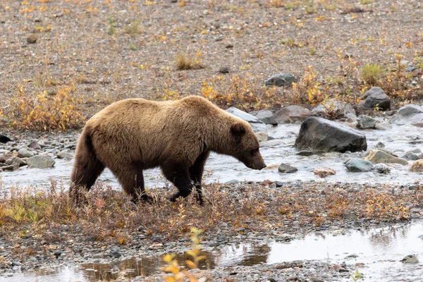 Urso Grizzly Alasca Outono — Fotografia de Stock