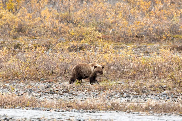 Cucciolo Orso Grizzly Alaska Autunno — Foto Stock