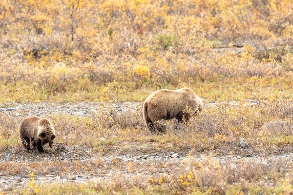 Grizzlybärensau Und Jungtier Herbst Alaska — Stockfoto