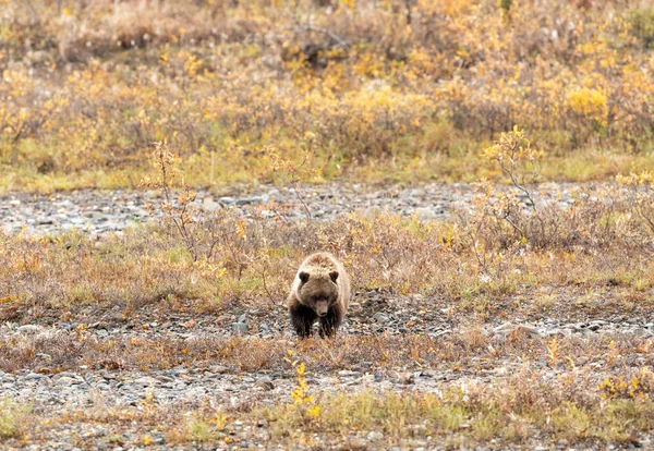 Grizzly Bear Cub Alaska Otoño —  Fotos de Stock
