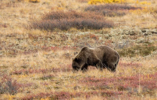 Grizzlybär Denali Nationalpark Herbst — Stockfoto