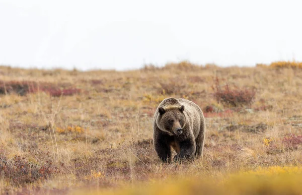 Γκρίζλι Αρκούδα Στο Εθνικό Πάρκο Ντενάλι Αλάσκα Φθινόπωρο — Φωτογραφία Αρχείου