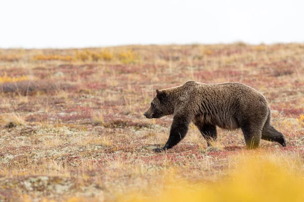 Oso Pardo Parque Nacional Denali Alaska Otoño — Foto de Stock