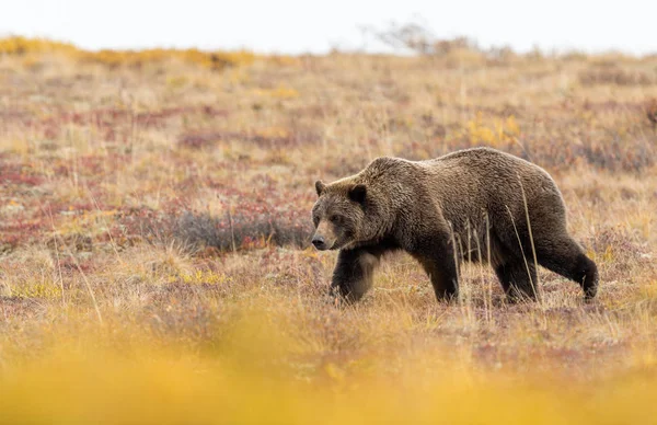 Medvěd Grizzly Podzim Národním Parku Denali — Stock fotografie