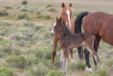 Utah çölünde vahşi bir kısrak ve tay.