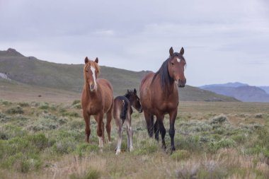 Utah çölünde vahşi bir kısrak ve tay.