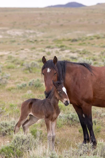 Cavalo Selvagem Égua Potro Deserto Utah — Fotografia de Stock