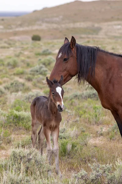 Utah çölünde vahşi bir kısrak ve tay.
