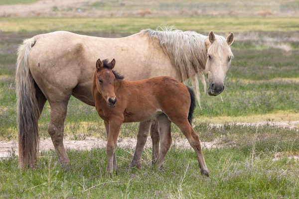 Wild Horse Mare Foal Utah Desert — Stock Photo, Image