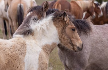 Baharda Utah çölünde vahşi atlar