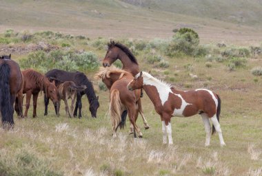 Baharda Utah çölünde vahşi atlar