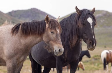 Baharda Utah çölünde vahşi atlar