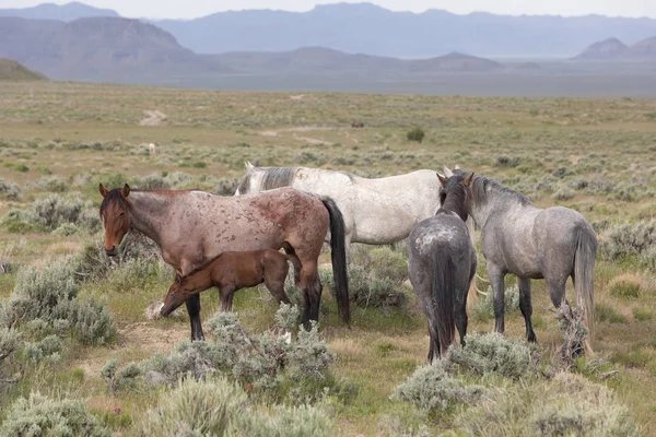 Wild Horses Utah Desert Spring — Stock Photo, Image