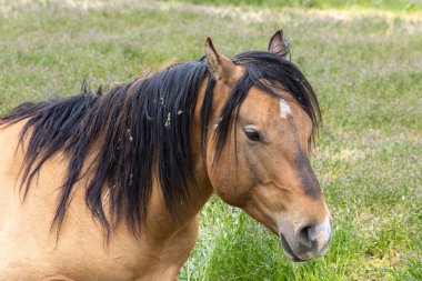 baharda Utah çölünde vahşi at