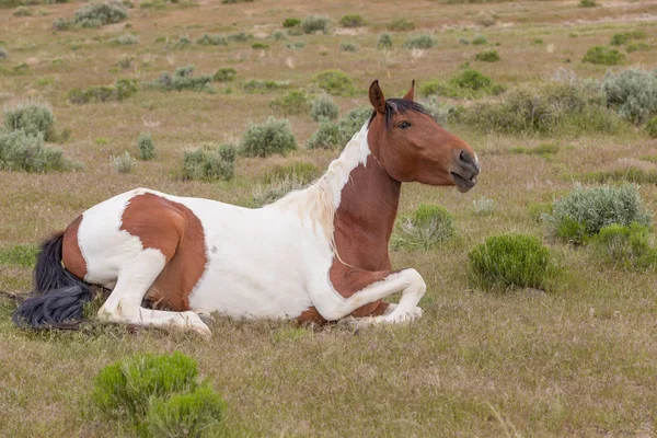 Cheval Sauvage Dans Désert Utah Printemps — Photo