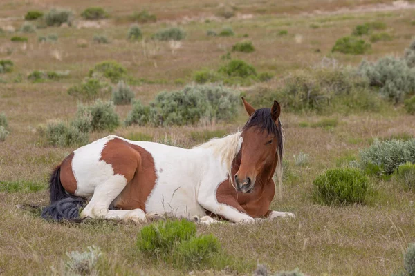 Vild Häst Utah Öknen Våren — Stockfoto
