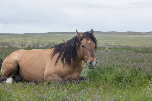 Cavalo Selvagem Deserto Utah Primavera — Fotografia de Stock