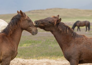 ilkbaharda Utah çölünde antreman vahşi atlar
