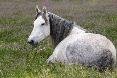 Baharda Utah çölünde vahşi bir at.