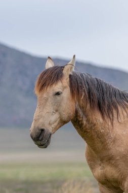 Baharda Utah çölünde vahşi bir at.